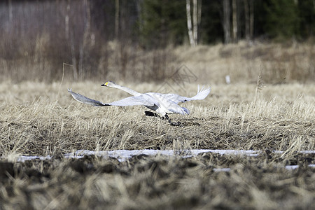 从草地起飞的天鹅(Wooper Swan)图片
