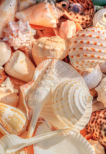 混合贝壳背景蛤壳海洋航海图片