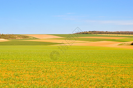 草地和作物蓝色地平线植物季节小麦农场生长土地日落玉米图片