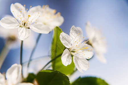 一棵苹果树的白色美丽的花朵 紧贴在温柔的圆珠上宏观植物寺庙场景生长雌蕊樱花花瓣生活植物学背景图片