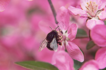 蜜蜂在粉红美丽的树上收集花粉天堂水果叶子生长阳光植物群昆虫季节植物学花园图片