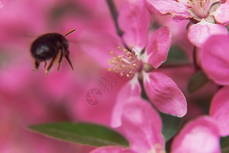 蜜蜂在粉红美丽的树上收集花粉叶子宏观花园生长昆虫植物学蓝色植物群水果阳光图片