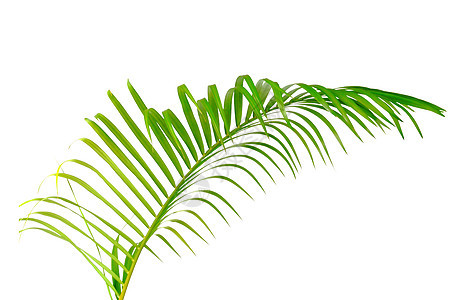 棕榈树叶分离剪裁拍拍季节植物学枝条卷曲环境曲线生长森林宏观静脉背景图片