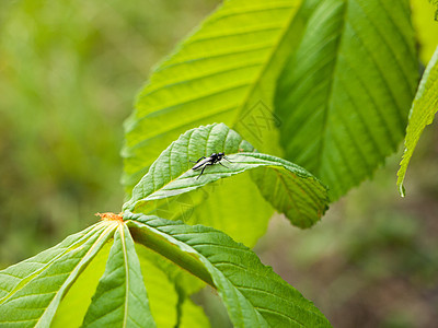 一只小黑苍蝇在春光的植物叶上图片