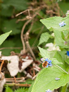一只蜜蜂从青花中收集花粉 在绿叶植物上图片