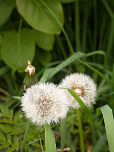 两只白花 长着绿树叶和草图片