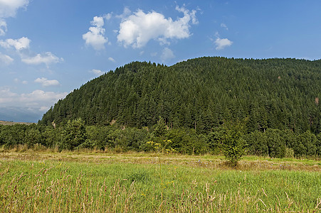 阳光明媚的山顶长满了针叶林和保加利亚里拉山的林间空地图片