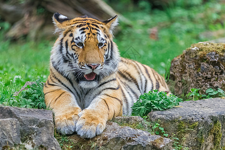 年轻的孟加拉虎爪子野生动物热带婴儿鼻子眼睛动物食肉毛皮猫科图片