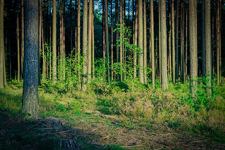 松林林木材公园季节绿色砍伐松树树干阳光植物森林图片