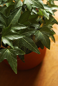 健康常春藤家庭种植盆栽叶子植物背景图片