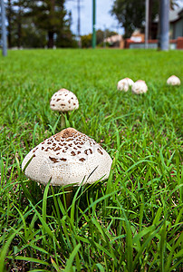 新索特威尔士新索斯威尔士的蘑菇 澳洲伞状蘑菇真菌检测森林木耳天鹅绒中毒共生体海绵菌科蓝色图片