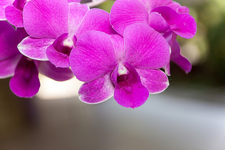 紫罗兰花花粉色植物群绿色浪漫花园花束热带花瓣植物学植物图片