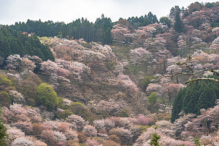 吉野山的樱花开花 日本春地娜拉花朵地标山坡树木叶子花园公吨石磨场景季节图片