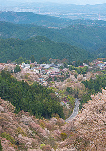 吉野山樱桃关西高清图片