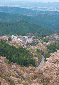 吉野山的樱花开花 日本春地娜拉石磨叶子历史性花园风景公吨农村场景树木花朵图片