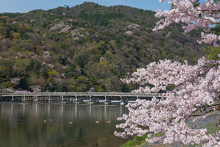 樱花花 日本京都的青林山农村地标建筑学建筑观光旅行樱花旅游假期图片