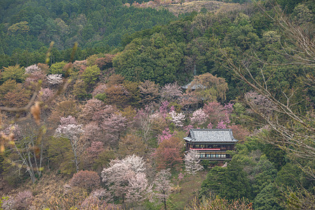 吉野山的樱花开花 日本春地娜拉历史性山坡农村植物阎王石磨花园风景叶子花朵图片