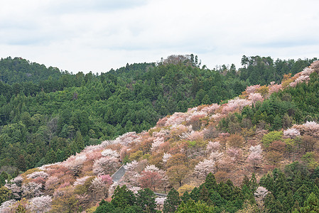 吉野山的樱花开花 日本春地娜拉季节农村植物山坡公吨花园阎王花朵叶子地标图片
