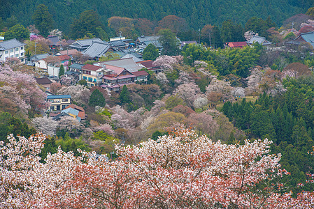 吉野山的樱花开花 日本春地娜拉地标农村叶子阎王花园季节历史性植物山坡公吨图片