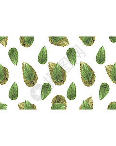 带有装饰边框的文样背景身份树叶信封公司植物群图片