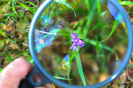 紫花之上的放大玻璃手持牌背景图片
