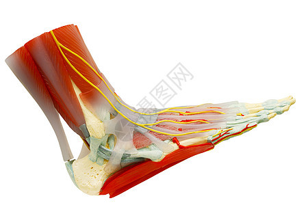 人体右脚肌肉解剖术与剪切路径隔绝运动距骨身体长肌数字馆跗骨远端运动员长方体指骨图片
