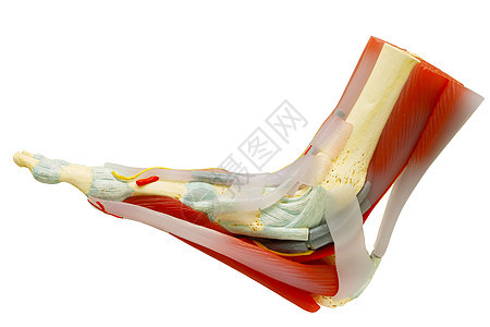 人体右脚肌肉解剖术与剪切路径隔绝脚趾身体跗骨指骨药品小路柔性数字馆木板生物学图片
