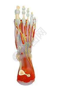 人类足部肌肉的顶部外观 与剪片帕隔绝的解剖学图片
