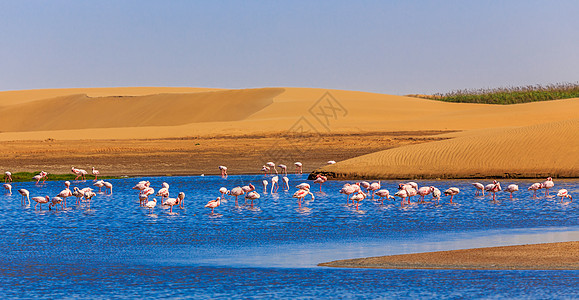 粉红色火烈鸟在卡拉哈里沙漠的沙丘上行进沙漠池塘异国动物殖民地蓝色情调野生动物团体公园图片