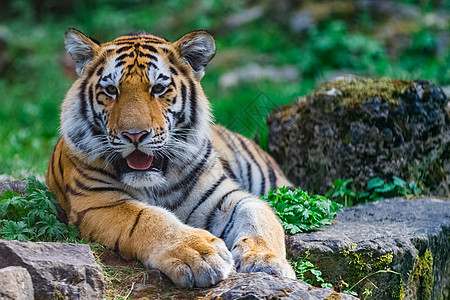 年轻的孟加拉虎眼睛老虎爪子荒野哺乳动物婴儿牙齿毛皮猫科野猫图片
