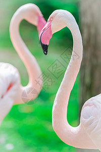 粉红法拉明戈肖像贴近异国热带野生动物动物群脖子红色羽毛情调橙子池塘图片