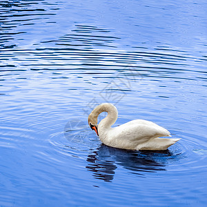 池塘月色白天鹅在湖中游泳翅膀蓝色野生动物白色正方形天鹅优美池塘荒野羽毛背景