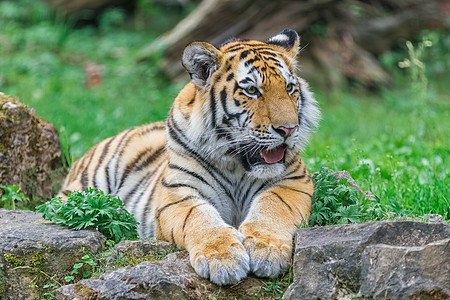 年轻的孟加拉虎食肉野生动物哺乳动物荒野老虎动物婴儿野猫眼睛晶须图片