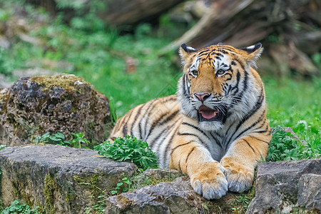 年轻的孟加拉虎爪子森林热带鼻子猫科眼睛婴儿动物园牙齿野猫图片