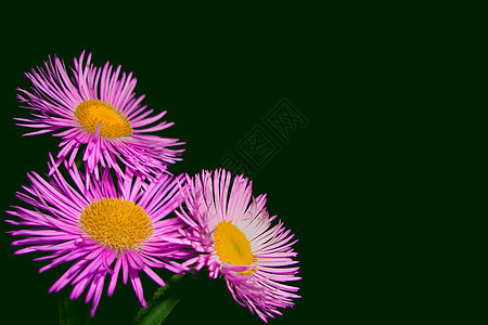 粉红菊花花格柏雏菊粉色植物学紫色植物群植物背景黄色花园图片