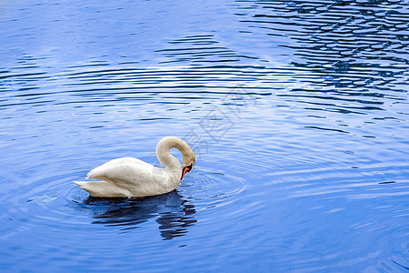白天鹅在湖中游泳荒野野生动物蓝色白色翅膀羽毛优美池塘天鹅图片