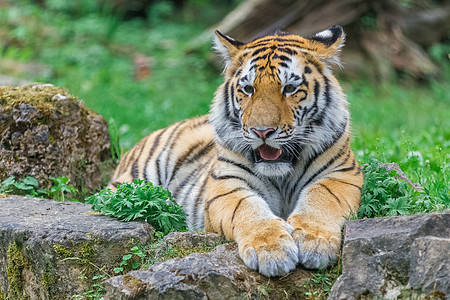 年轻的孟加拉虎动物哺乳动物毛皮动物园食肉婴儿晶须爪子荒野眼睛图片