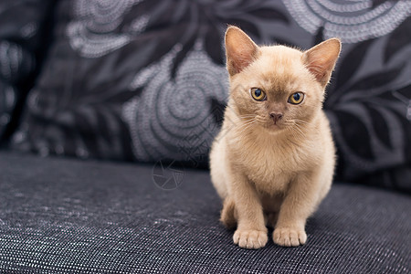 灰色沙发上的小比目猫哺乳动物动物房间眼睛爪子棕色黑色毛皮褐色宠物图片