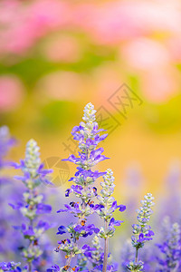 五颜六色的花的背景图片季节橙子植物群花束礼物植物宏观植物学花瓣紫色图片