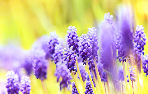 Muscari 特写场地水平叶子晴天植物群植物花园杏仁蓝色紫色图片