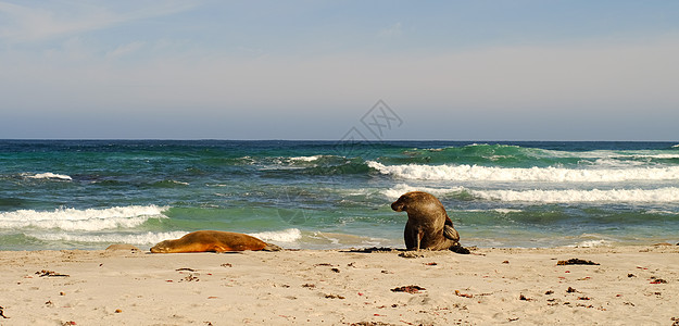 袋鼠岛Kangaroo岛海湾的海豹协会亲属海滩家庭关系团队一体化兄弟情谊同志们图片