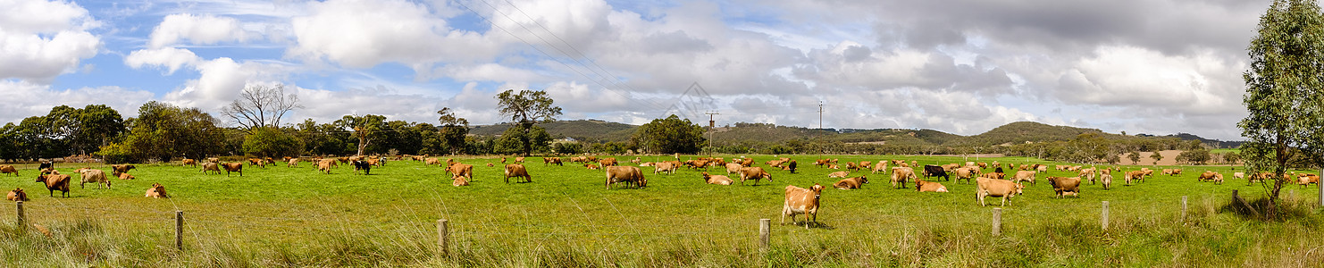 牛群在美丽的青绿草地放牧农村奶牛稻田种植园趋向动物村庄工作劳动农场图片
