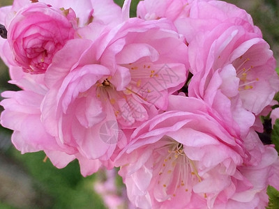 樱花粉花叶子季节植物群植物学蜡质旅行花瓣木头房子蓝色图片