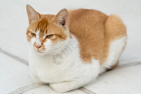 白光棕色猫坐在地上画像 与世隔绝猫科房子爪子小猫哺乳动物乐趣家庭头发毛皮猫咪图片