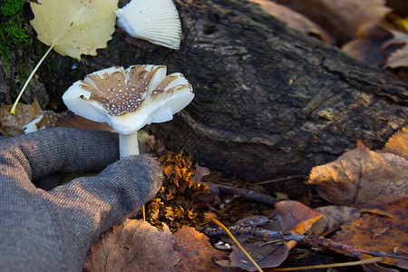 秋林中的蘑菇食物康复树木失败小腿奶油帽子礼物图片