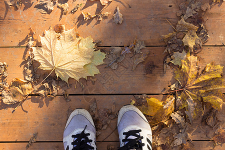 秋季运动鞋季运动太阳季节运动鞋鞋类青年树叶远景叶子橙子图片