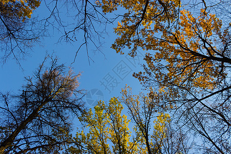 秋树顶秋叶橙子背光树梢天空叶子辉光生长蓝色环境图片