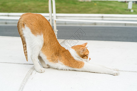 白光棕色猫瑜伽的肖像眼睛毛皮哺乳动物房子乐趣宠物爪子小猫猫咪猫科图片