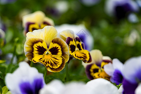 黑暗黄褐色的银色三色紫色花瓣花束收藏叶子花园卡片植物群蓝色图片