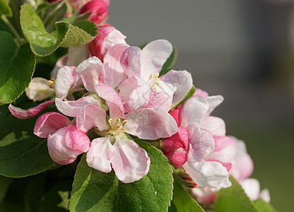 苹果树花丛 马鲁斯图片